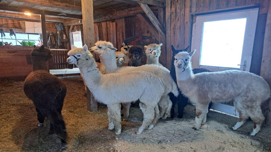 Grimming-Alpakas, Alpaca herd in the barn, Tauplitz | Müller | © Müller Grimming-Alpakas, Alpakaherde im Stall, Tauplitz | © Müller