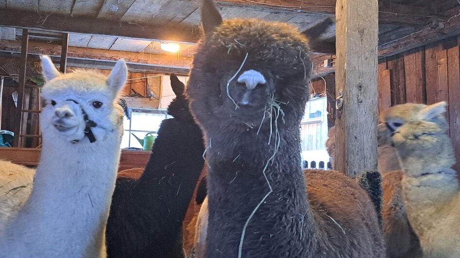 Grimming-Alpakas,  Alpacas, Tauplitz | Müller | © Müller Grimming-Alpakas, Alpaka, Tauplitz | © Müller