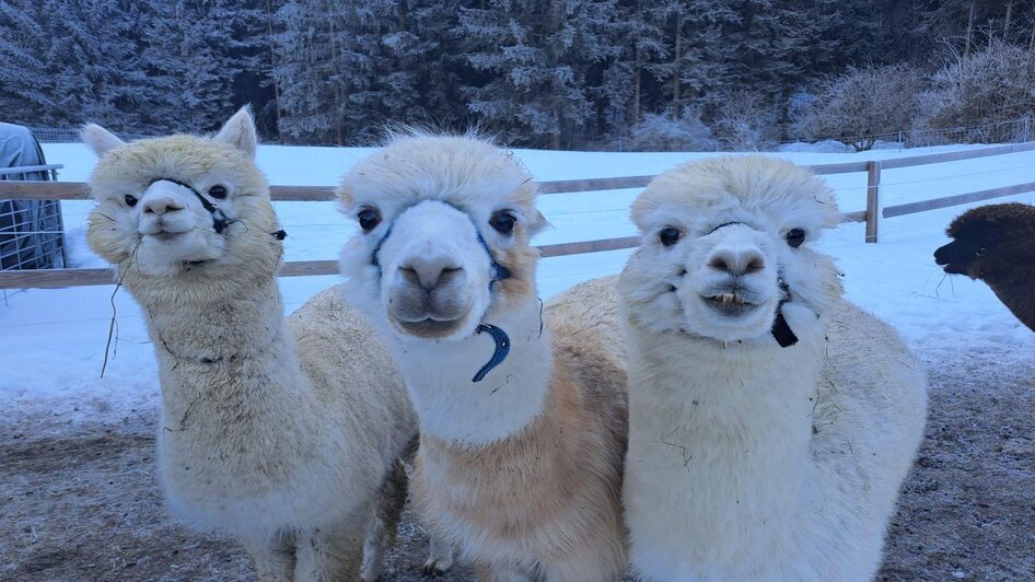 Grimming-Alpakas, Alpakas im Winter, Tauplitz | © Müller