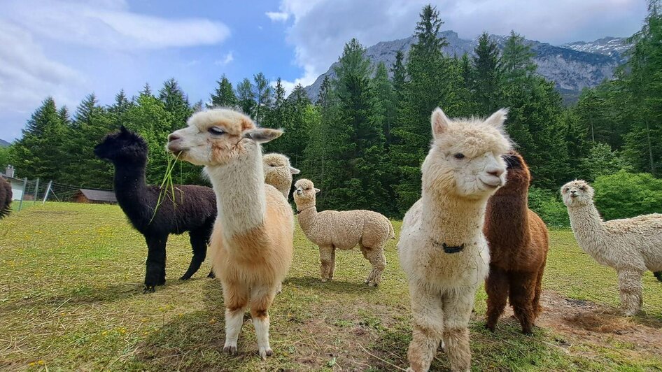 Grimming-Alpacas in summer, Tauplitz | Familie Müller | © Familie Müller Grimming-Alpakas im Sommer, Tauplitz | © Familie Müller