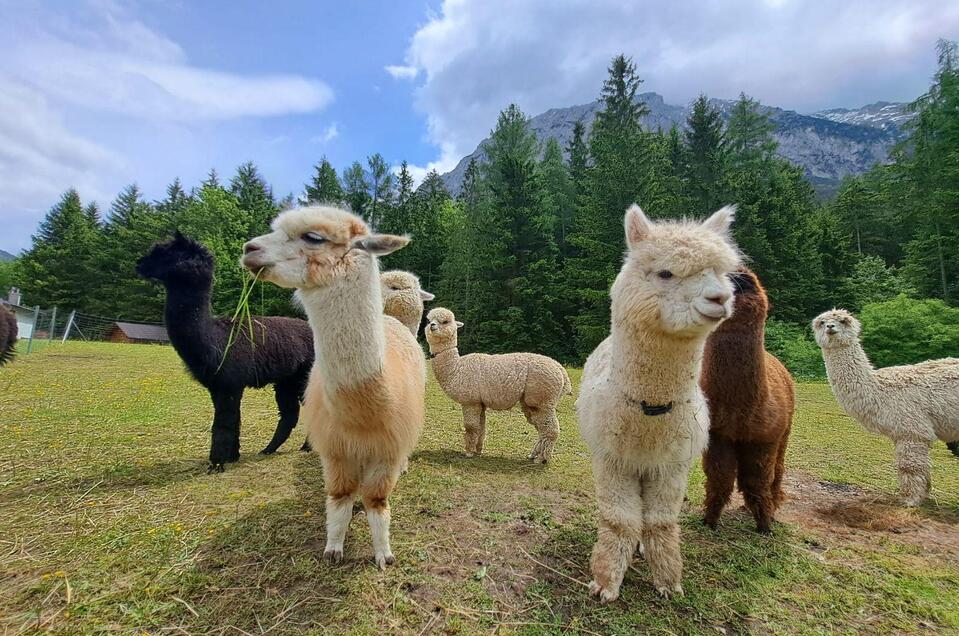 Grimming-Alpacas in summer, Tauplitz | Familie Müller | © Familie Müller Grimming-Alpakas - Impression #1 | © Familie Müller