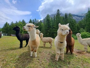 Grimming-Alpacas in summer, Tauplitz | © Familie Müller
