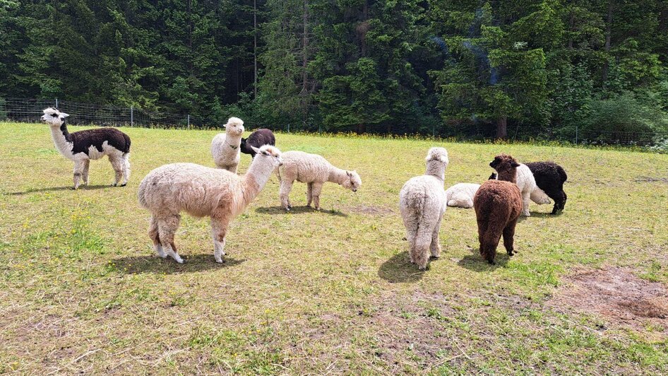 Grimming-Alpacas in the pasture, Tauplitz | Familie Müller | © Familie Müller Grimming-Alpakas auf der Weide, Tauplitz | © Familie Müller