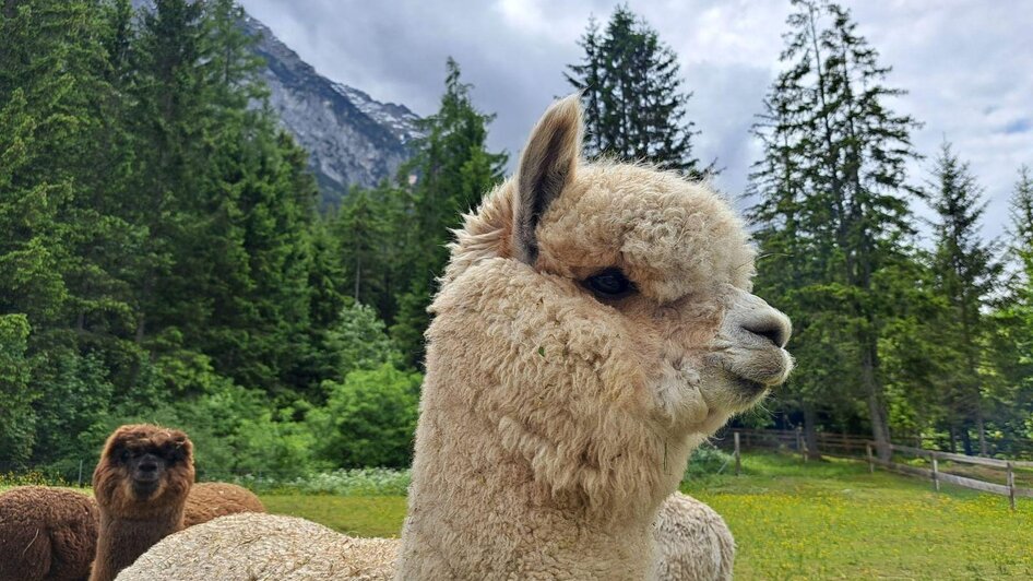 Grimming-Alpacas close-up, Tauplitz | Familie Müller | © Familie Müller Grimming-Alpakas in Nahaufnahme, Tauplitz | © Familie Müller
