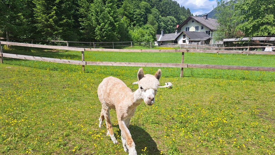 Grimming-Alpacas, Alpaca youngsters, Tauplitz | Familie Müller | © Familie Müller Grimming-Alpakas, Alpakanachwuchs, Tauplitz | © Familie Müller