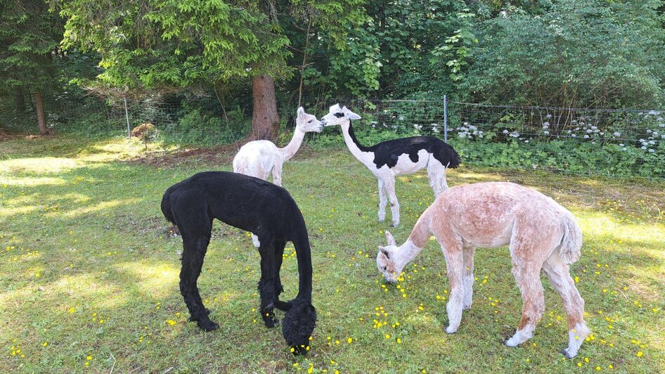 Grimming-Alpacas sheared, Tauplitz | Familie Müller | © Familie Müller Grimming-Alpakas geschoren, Tauplitz | © Familie Müller