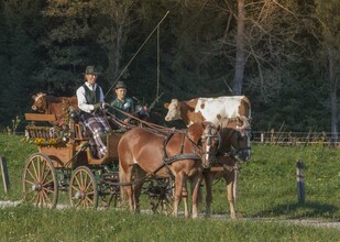 HaflingerhofBerr-Kutsche-Murtal-Steiermark | © Haflingerhof Berr