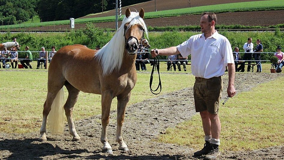 Haflinger auf dem Reitplatz | © Haflingerzucht Bossler