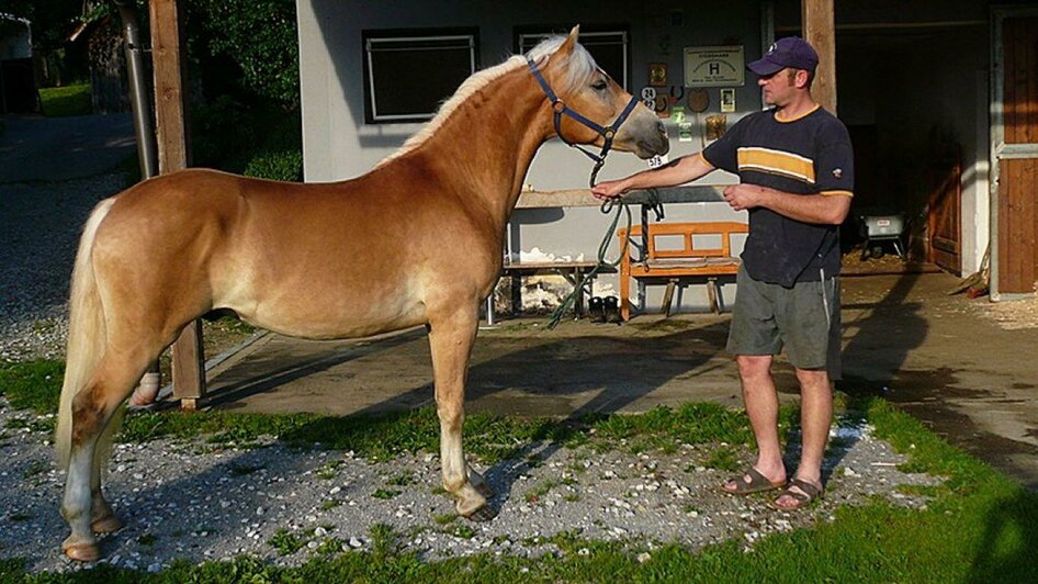 Haflinger vor dem Reitstall | © Haflingerzucht Bossler