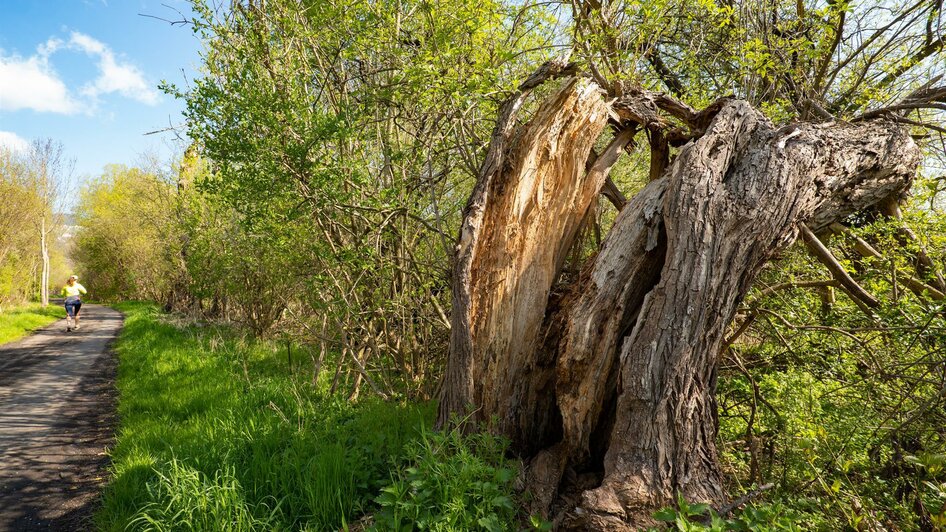 Hartberger Gmoos_Baum_Oststeiermark | © Tourismusverband Oststeiermark