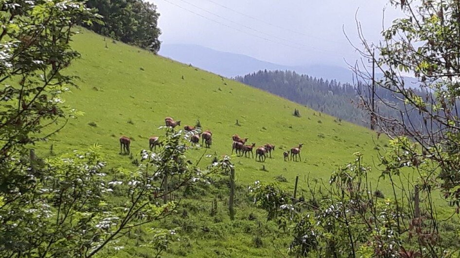 HofladenHauser-Außenansicht2-Murtal-Steiermark | © Hirschgehege Hauser