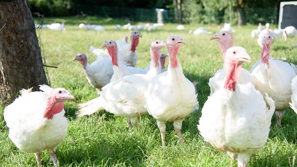 Hofladen_Puten_Oststeiermark | Klug Werner | © Genuss ab Hof Hofladen_Puten_Oststeiermark | © Genuss ab Hof