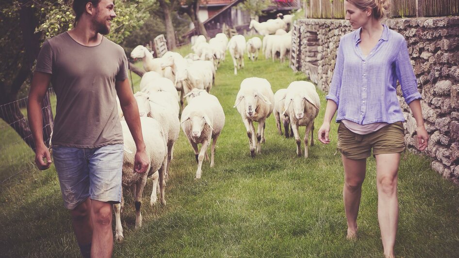 Leitenbauer Schäferei_Schafe_Oststeiermark | © Leitenbauer Schäferei