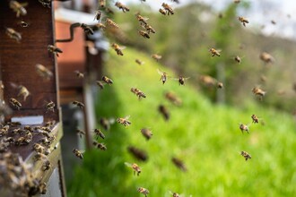 ImkereiSchlick-Bienenstöcke-Murtal-Steiermark | © Pixabay