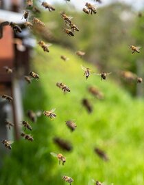 ImkereiSchlick-Bienenstöcke-Murtal-Steiermark | Pixabay | © Pixabay