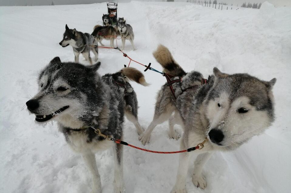 Iron Road Siberians - Impression #1 | © Harald Tauderer