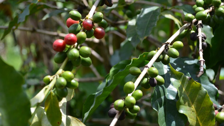 JamilaCoffeeGmbH-Kaffeebohnen-Murtal-Steiermark | © Jamila Coffee GmbH