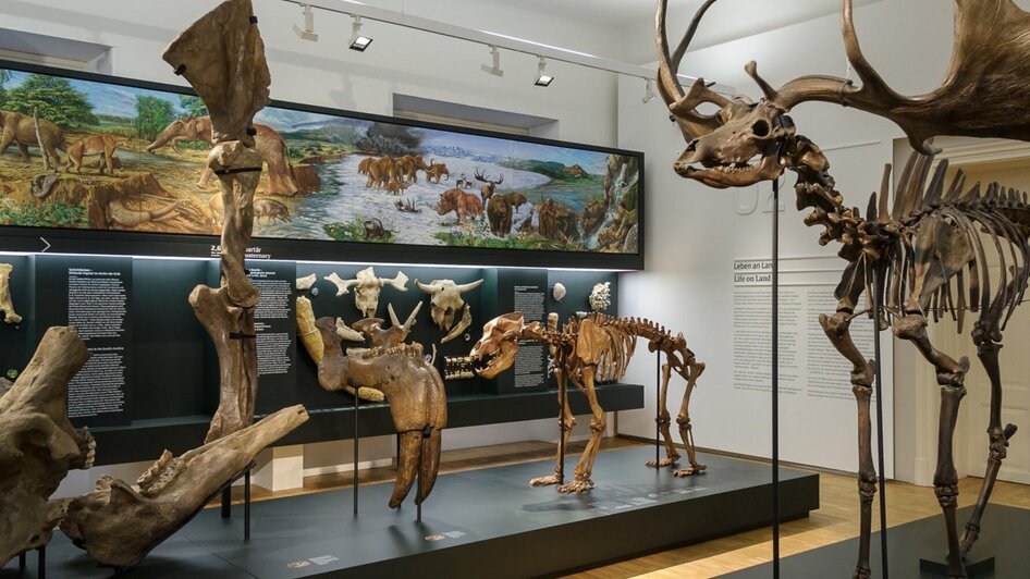 Fossilien und Skelette im Naturkundemuseum Graz | © UMJ-N. Lackner