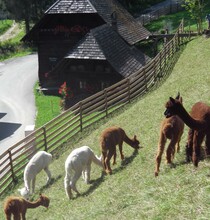 Joglland alpacas_alpacas_Eastern Styria | © Joglland Alpakas