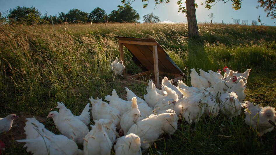 Hühner der Rasse "Bresse Gauloise" | © K&P Hendlhof