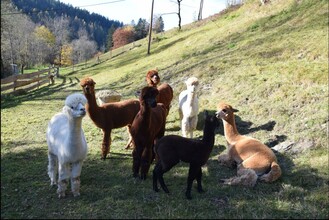 Alpaca farm in Kathrein_Alpacas_Eastern Styria | © Kathreiner Alpakafarm