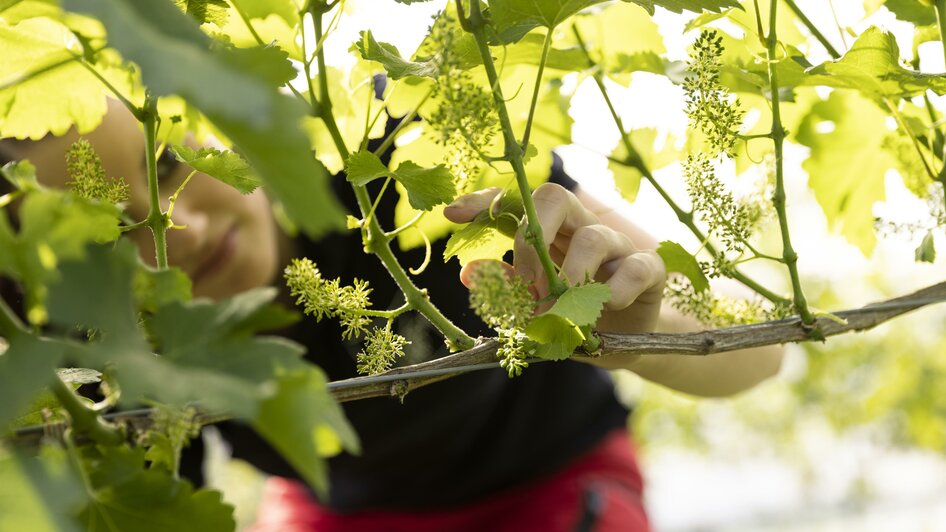 Weinblüte + Copyright | © Lisa Resatz_Moonpower