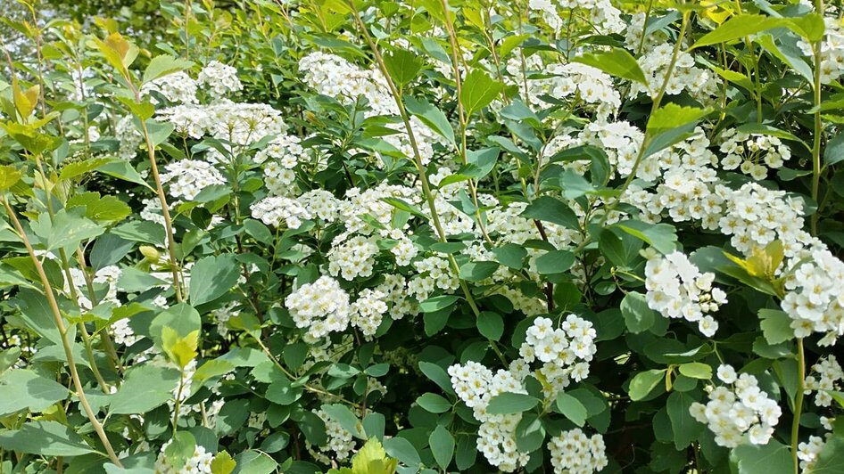 Blüten weit und breit | © Jugend am Werk Steiermark