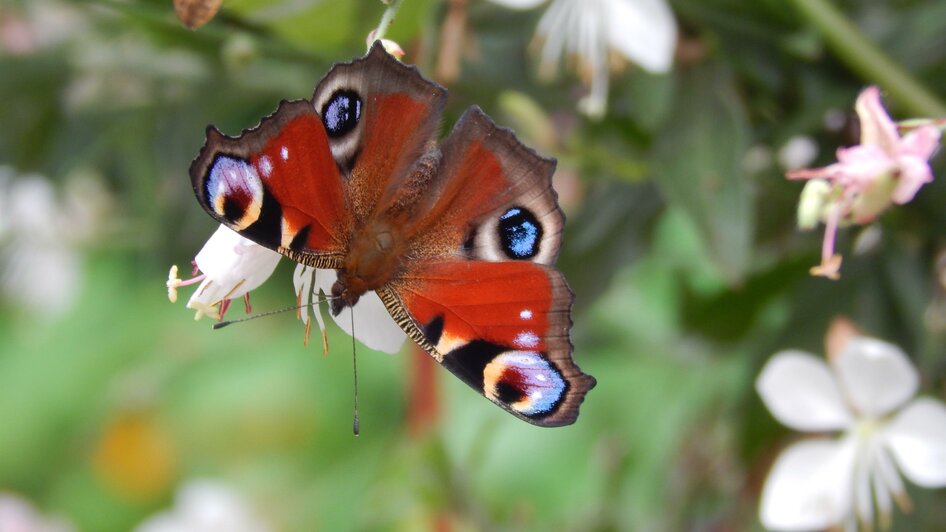 Schmetterling | © Manuela Schweinzer- Riegler