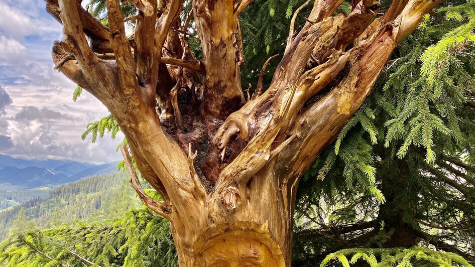 Wurzelmann | © ©KajetanGerharter 