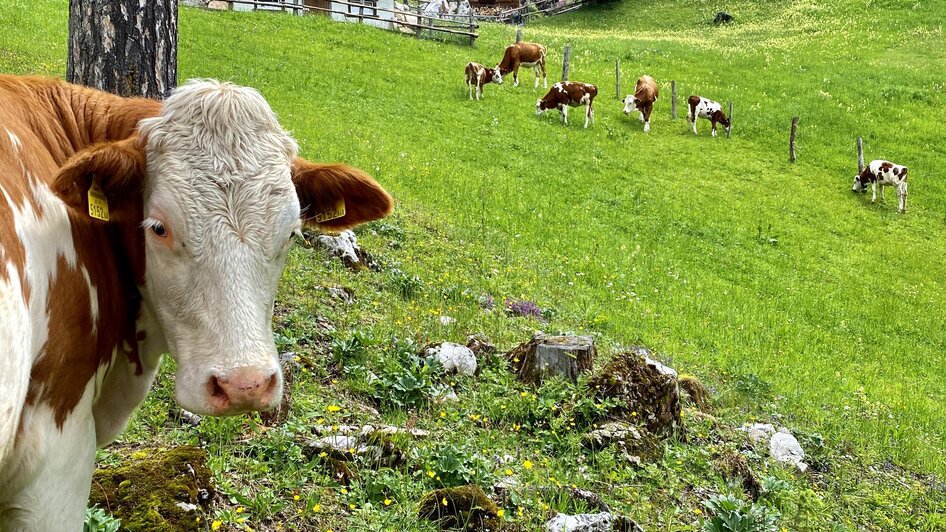 Fröhliche Kälber  | © ©KajetanGerharter 