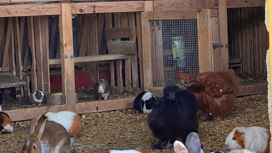 Kleintiere | © ©KajetanGerharter 