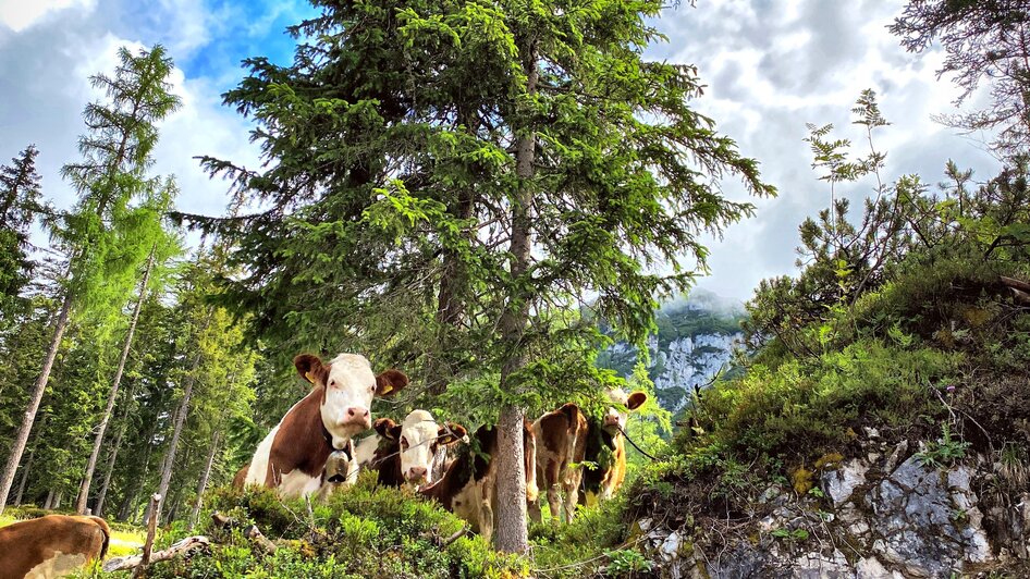 Kälber | © ©KajetanGerharter 