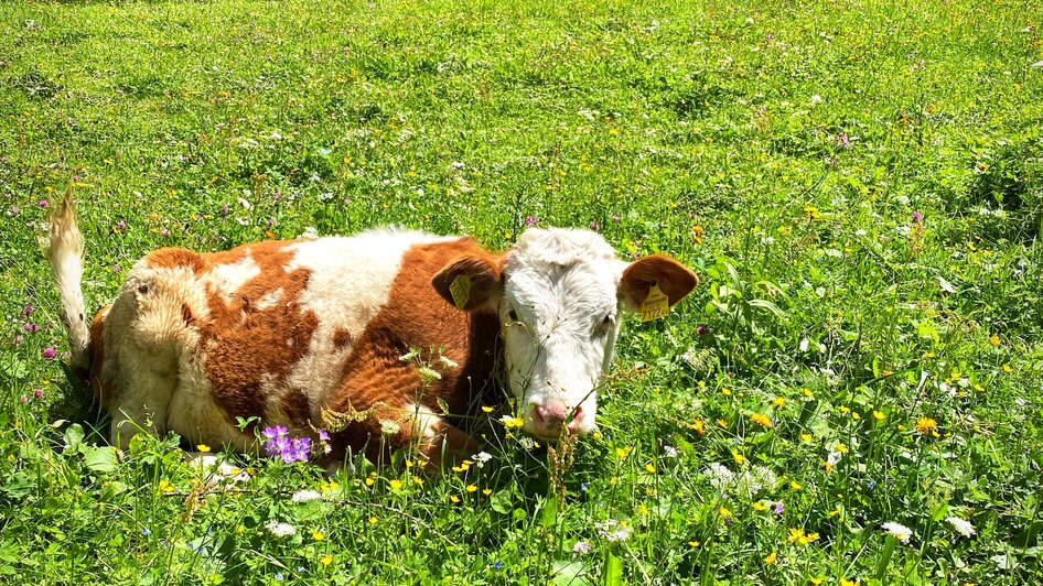 Kälber  | © ©KajetanGerharter 