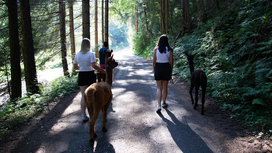 Laikamhof-Alpaka1-Murtal-Steiermark | © Erlebnisregion Murtal