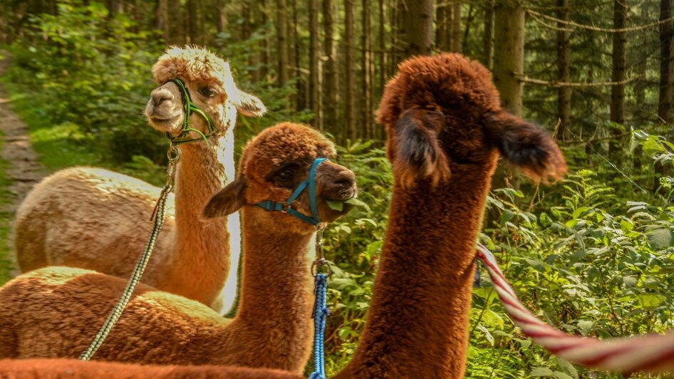 Laikamhof-Alpaka3-Murtal-Steiermark | © Laikamhof