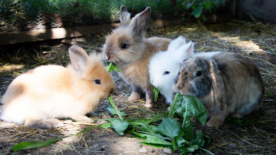 Laikamhof-Hasen-Murtal-Steiermark | © Erlebnisregion Murtal