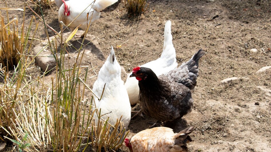 Laikamhof - Alpakawanderungen - Impression #2.5