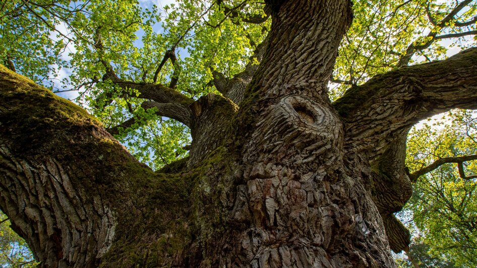 Naturmonument Eiche | © Kurkommission Bad Blumau