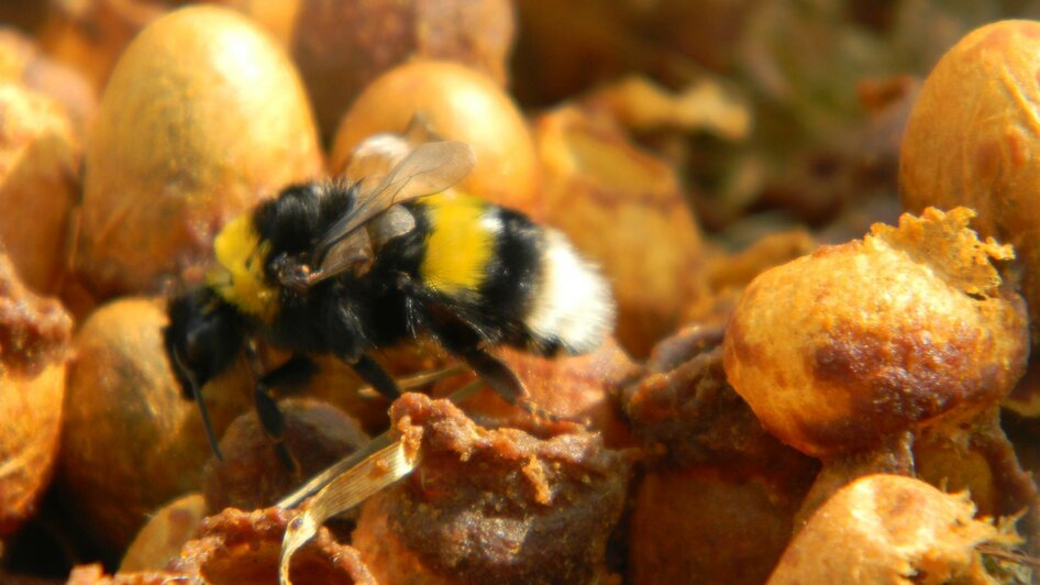 Bienen- und Hummelschaupfad_Biene_Oststeiermark | © Franz Grabenhofer