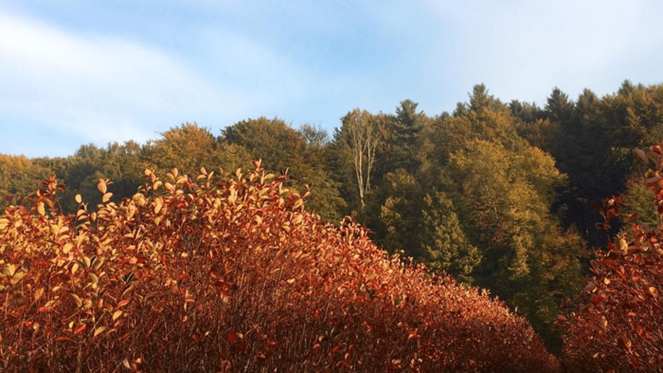 Aronia Herbst | © TV Südsteiermark - Leski