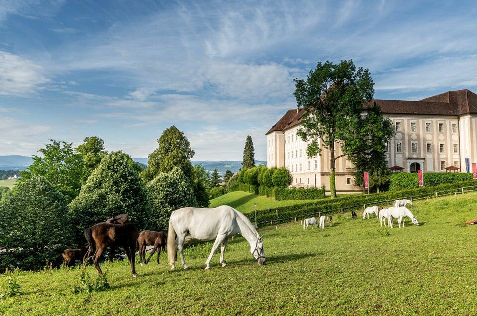 Lipizzanergestüt Piber - Impression #1 | © Lipizzanerheimat-Die Abbilderei