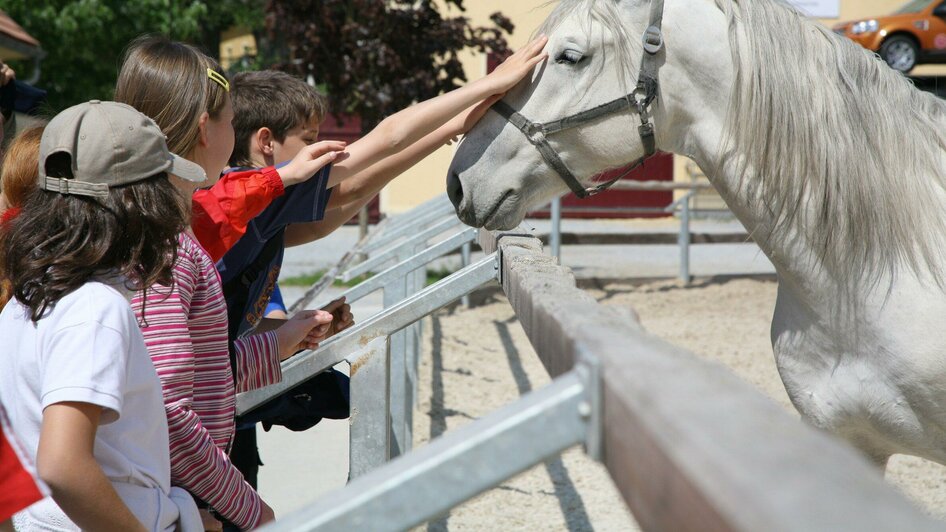 Lipizzanergestüt Piber | © SHS-LipizzanergestütPiberGöR