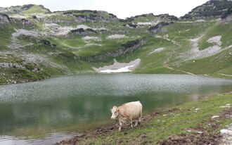 Augstsee, Altaussee, Rind | © Petra Kirchschlager