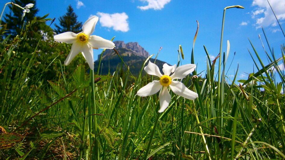 Narzissen am Loser in Altaussee | © Loser Bergbahnen/M. Raich