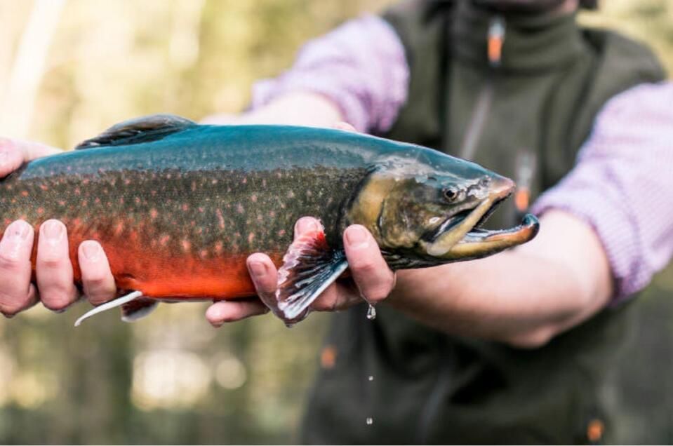 Michi's frische Fische - Impression #1