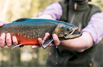 Michi's frische Fische