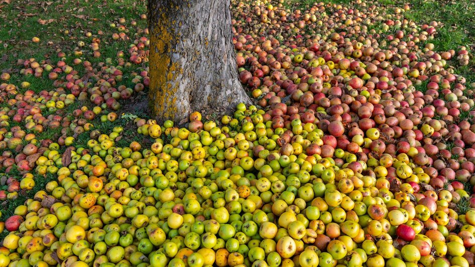 Natur-Erlebnisweg Weinitzen | © TV Region Graz - Harry Schiffer