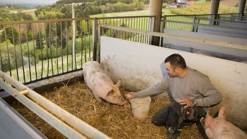 Naturbauer Käfer_Schweine_Oststeiermark | © Familie Käfer