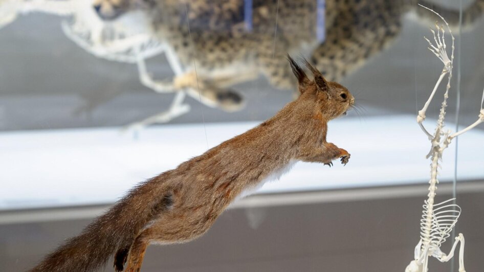 Präpariertes Eichhörnchen im Naturkundemuseum Graz | © UMJ-N. Lackner
