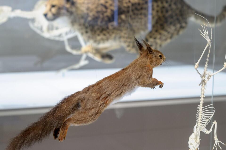Naturkundemuseum - Impression #1 | © UMJ-N. Lackner